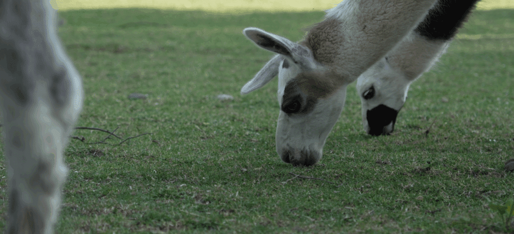 Tiere auf der Weide des Hof Drepper in Iserlohn